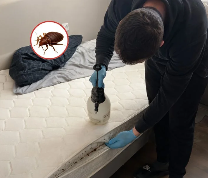 Technicien traitant un matelas contre les punaises de lit à Plaisir